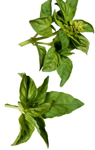 daun-selaseh